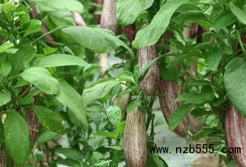 微信截圖_20210402191038