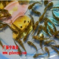 魚苗批發 全雄黃骨魚苗 單性黃顙魚苗 雜交黃骨魚苗黃辣丁魚苗