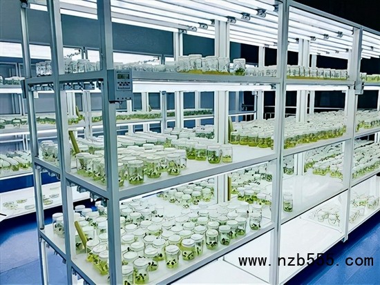 　▲時創科技的實驗室育種