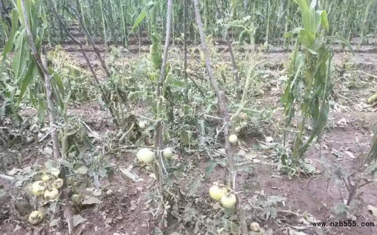 冰雹導致部分露地蔬菜絕收。北京市農業技術推廣站供圖