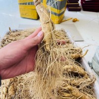 長白山帶土鮮人參 自家人參種植基地 泡酒鮮參 原產地大貨批發