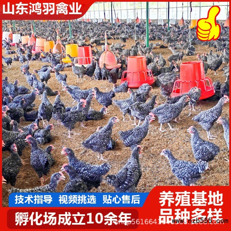 O1CN01ru2gv225ghiLQtNMC_!!2219512337556-0-cib