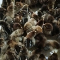 山東批發青腳麻公雞 青腳麻雞 青腳麻雞肉雞