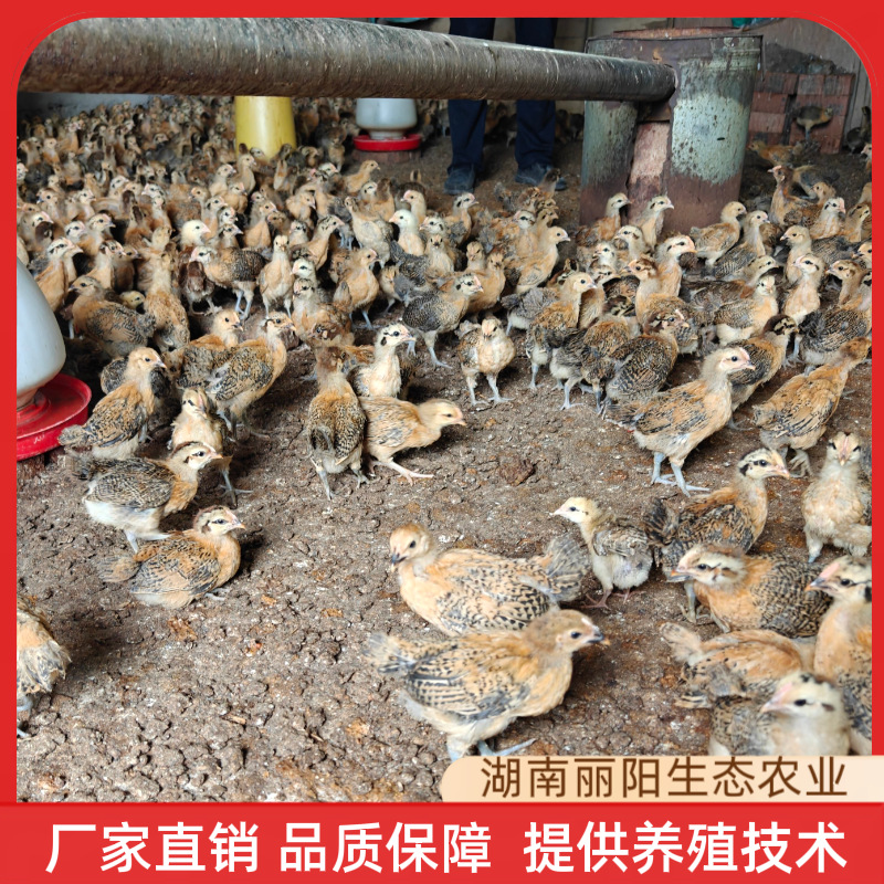 O1CN01uI8LlU1YWjkWPoMQK_!!4179433067-0-cib