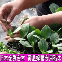 日本金秀砧木種子白南瓜籽嫁接黃瓜砧木籽種子嫁接黃瓜種苗子