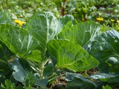 如何改善大棚土壤中顏色發(fā)青與發(fā)紅的問(wèn)題？