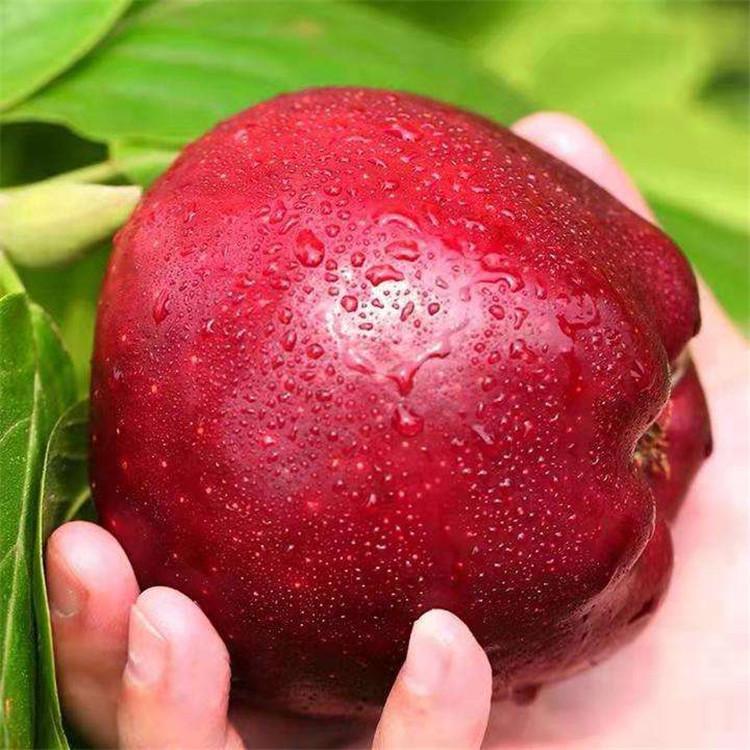 u=816474888,3466350569&fm=199&app=68&f=JPEG_w=750&h=750&s=DCD69EF2C8135FC61B0BFBB30300C00A