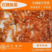 紅鯉魚苗 興國紅鯉苗 荷包紅鯉魚苗 玻璃紅鯉魚苗 放生魚 觀賞魚
