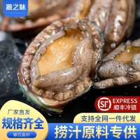 新鮮鮮活鮑魚海鮮特大鮑魚批發佛跳墻材料非鮑魚干冷凍批發鮑魚
