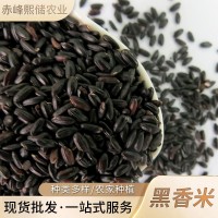 廠家批發黑香米 五谷雜糧粗糧黑米 內蒙古農家自產黑香米 黑大米