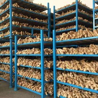 出口大姜批發姜新鮮山東生姜蔬菜保鮮姜山東大姜新姜整姜老姜出口