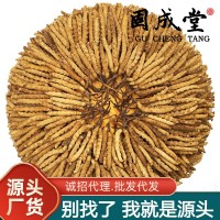 【一手貨源】人工養殖冬蟲夏草批發蟲草生態繁育西藏林芝一公斤