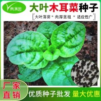 批發大葉木耳菜種子四季大葉鮮嫩豆腐菜盆栽庭院耐熱蔬菜種籽