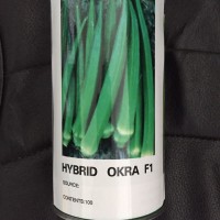 推薦-口感清爽適于鮮食黃秋葵-優選進口引進細長型水果秋葵種子