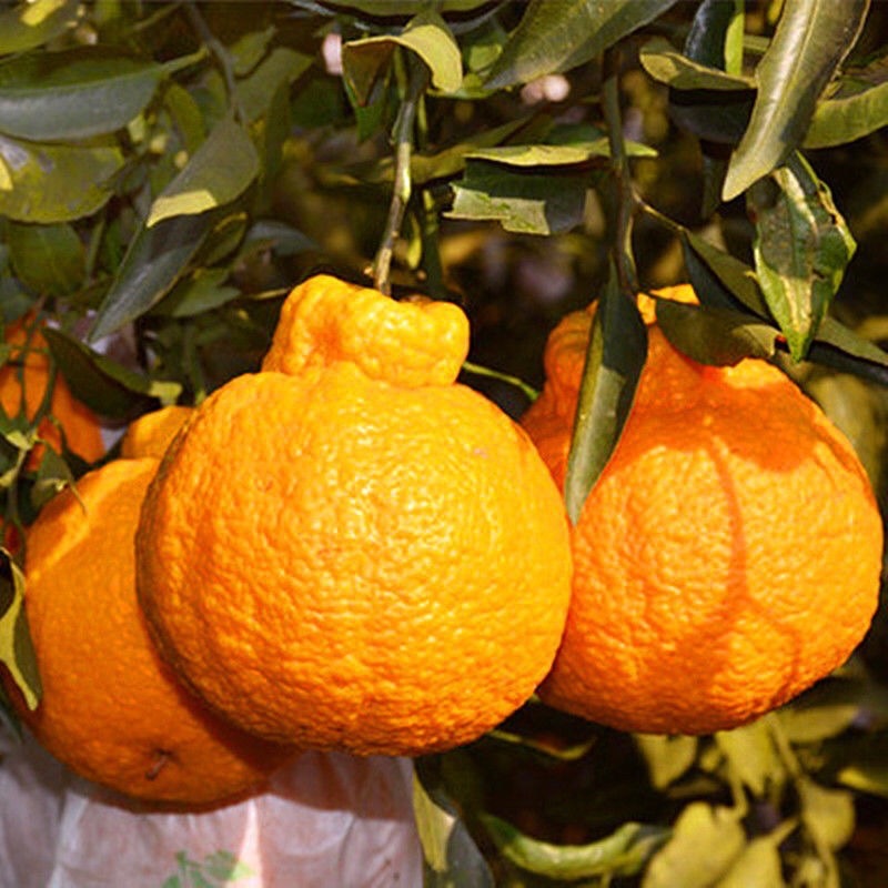 O1CN01NKqIA81t4tVxVH3gb_!!2200696375849-0-cib