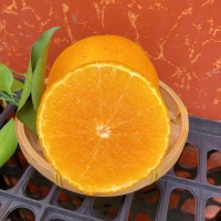 四川愛媛38號果凍橙9斤新鮮當季橙子水果柑橘蜜桔手剝橙大果包郵