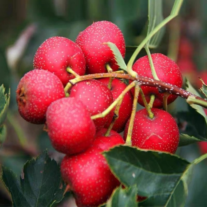 O1CN01AMEVnc1YmJ9O9hvot_!!3935983101-0-cib