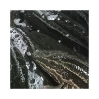 自產自銷生猛黑魚魚塘養殖烏魚速發商用餐飲肉質緊實魚類食材