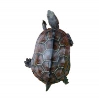 中華草龜苗大小烏龜金線草龜墨龜三線觀賞寵物烏龜活體養殖場批發