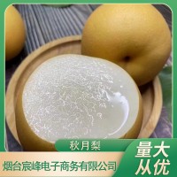 一件代發山東秋月梨禮盒裝9斤整箱應季新鮮水果脆甜萊陽梨子