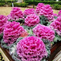 進口切花彩色羽衣甘藍種子耐寒觀賞盆栽庭院維塔薩食用蔬菜種籽