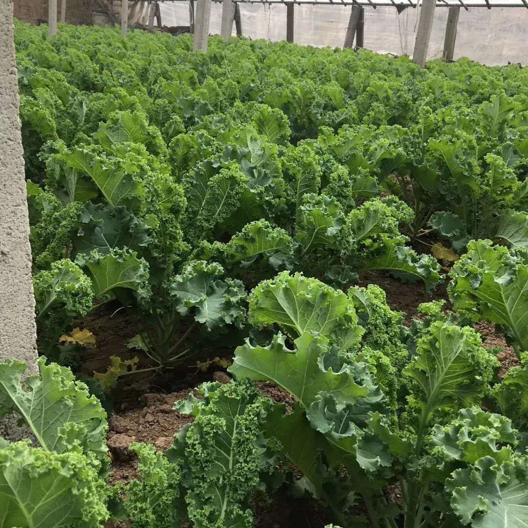 O1CN01oOV3J121HHIqkkQes_!!2560736959-0-cib