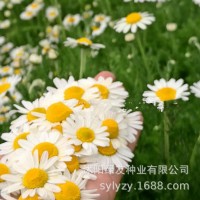 公司批發多年生宿根洋甘菊花種子茶菊甘野菊泡茶小雛菊花種子