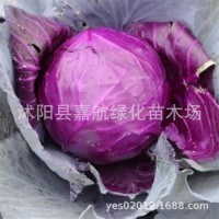 紫甘藍菜種包菜種籽菜種子籽種苗子紫包菜籽卷心菜大頭包心菜秧苗