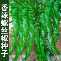 螺絲椒種子蔬菜種子辣椒種子雜交高產香辣特大螺絲椒種子羅絲椒