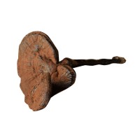 農產品500g椴木紫靈芝 不苦帶粉長腳黑靈芝 跨境外貿10cm長柄靈芝