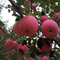 陜西紅富士蘋果產(chǎn)地供應(yīng)  10000斤