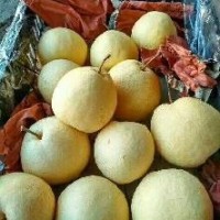 陜西碭山酥梨產(chǎn)地價(jià)格批發(fā) 10000斤