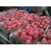 陜西紅富士蘋果報(bào)價(jià)，陜西紅富士蘋果格 2000公斤