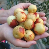 大荔冬棗代辦電話 大荔范家冬棗價(jià)格 1000斤