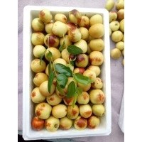 2019年大荔冬棗價(jià)格 溫棚種植 產(chǎn)地直銷 1000斤