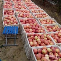 洛川紅富士75mm一級果  10噸